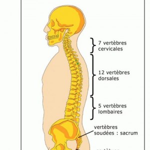 Colonne-vértebrale
