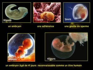 La construction embryologique