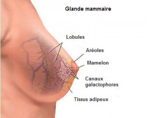 Glande-mammaire