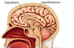 Hypothalamus et hypophyse