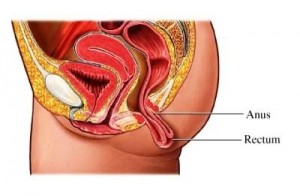 Le rectum
