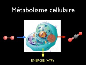 Métabolisme cellulaire