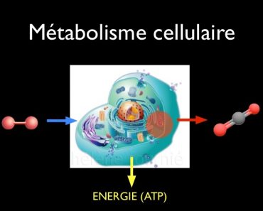 Métabolisme cellulaire