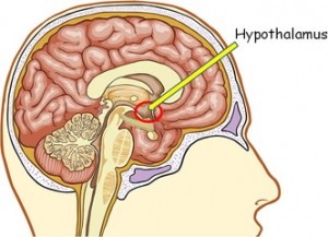 L'hypothalamus