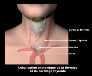 Glande thyroïde