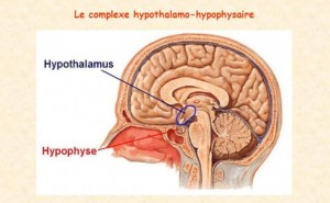Hypophysaire