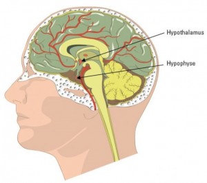 Hypothalamo-hypophysaire