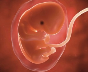La vie embryonnaire